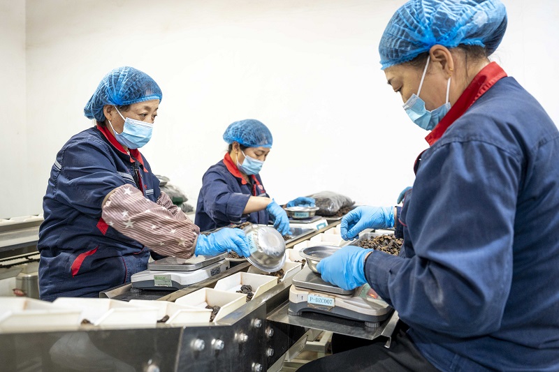 “和仁堂”的工人們正在進行中藥飲片的篩選、包裝。人民網 盧鵬宇攝